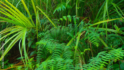 beautiful green leaves as the background