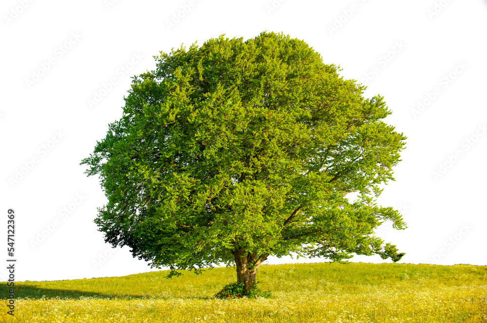 Obraz premium Einzelner Baum auf Wiese
