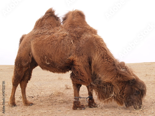 The bactrian camel in the vast grassland of Sukhbaatar province, Mongolia. The grassland is flat and is windy. There are many bactrian camels around the area. 