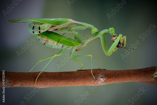 Foto mating praying mantis on twig