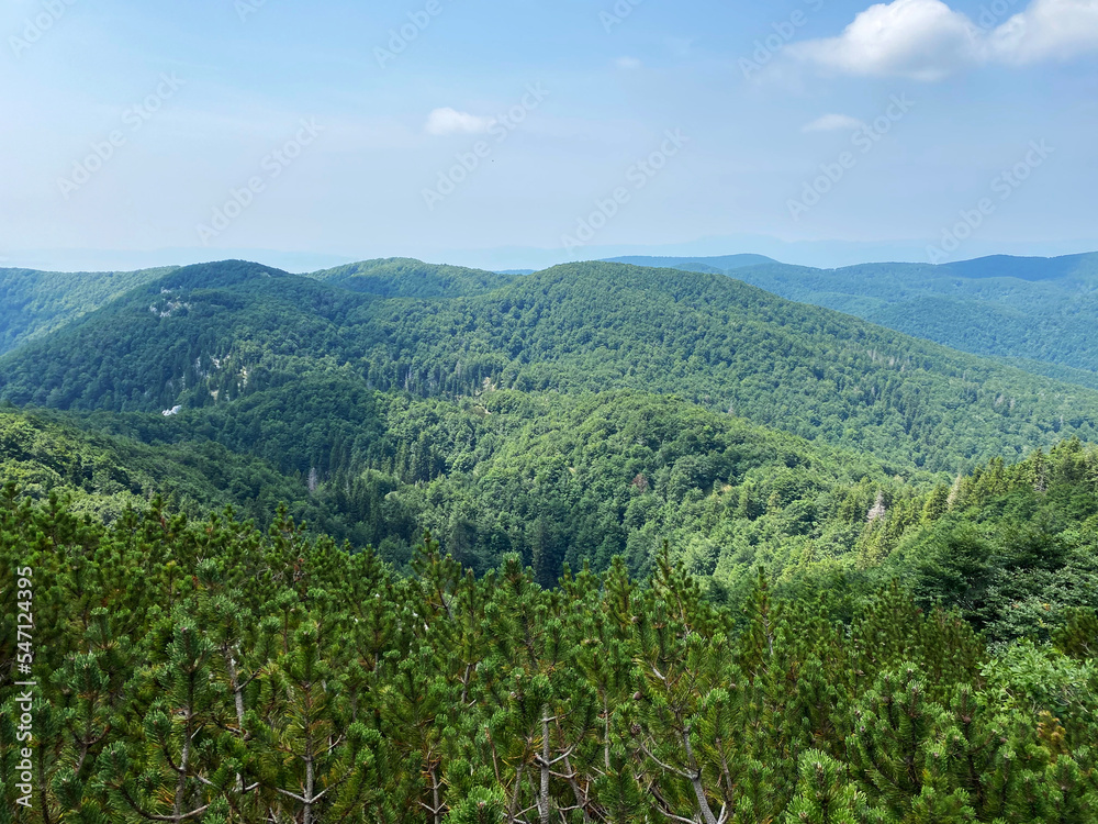 Mountain mixed forest in Risnjak National Park, Crni Lug - Croatia (Goranska miješana šuma u nacionalnom parku Risnjak, Crni Lug - Gorski kotar, Hrvatska)
