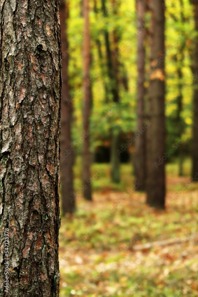 autumn in the woods