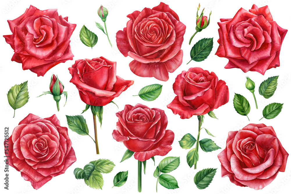 Flowers. Red Rose, buds and leaves. Set of elements, roses greeting card watercolor Flowers. Red Rose, buds and leaves. Set of elements, roses greeting card watercolor