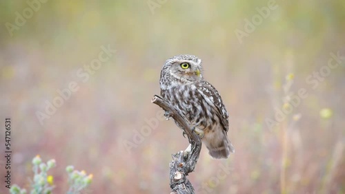 little owl on its perch warm background