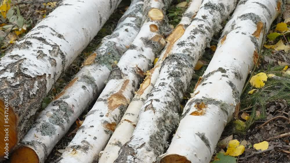 The white birch tree logs on the ground in the forest in Estonia The white birch tree logs on the ground in the forest in Estonia
