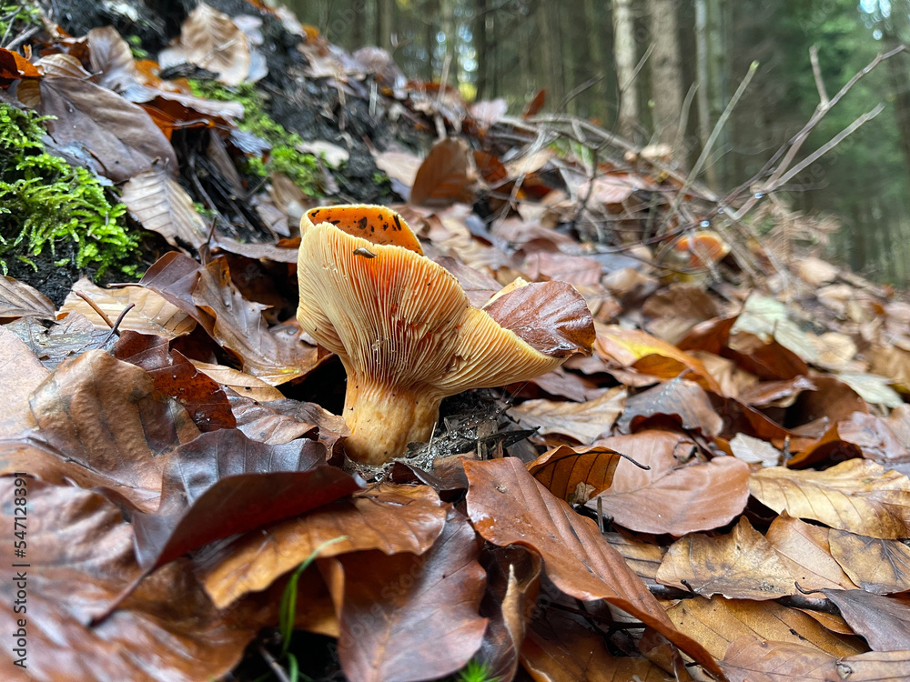 In a forest on the mountainside, mushrooms grow in different places In a forest on the mountainside, mushrooms grow in different places
