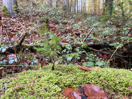 a conifer grows in  another tree trunk with green moss