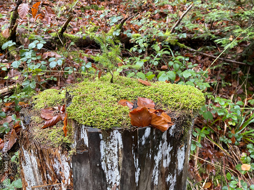a conifer grows in  another tree trunk with green moss