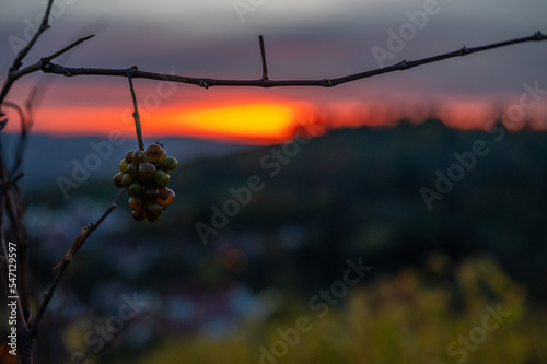 evening view from  the vineyards in a valley with a town