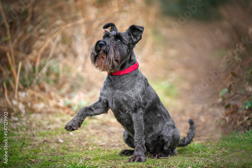 Miniature Schnauzer with a red collar giving paw and looking up very cute