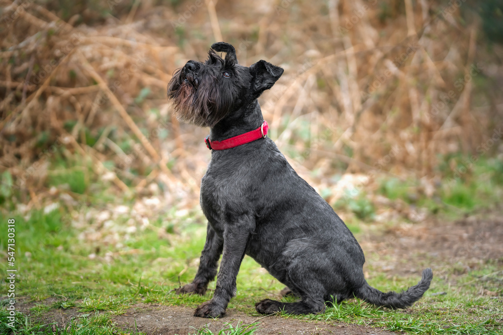 Miniature Schnauzer with a red collar looking up very cute Miniature Schnauzer with a red collar looking up very cute