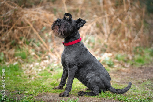 Miniature Schnauzer with a red collar looking up very cute