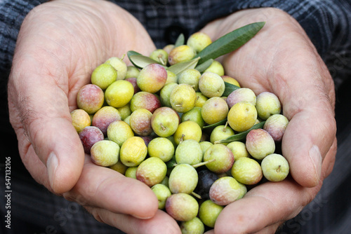 Harvesting olives. Lleida, Catalonia, Spain. photo
