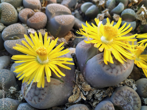 Stoneplants. Lithops sp.