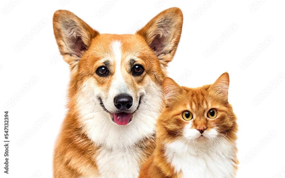 red dog and cat together on a white background