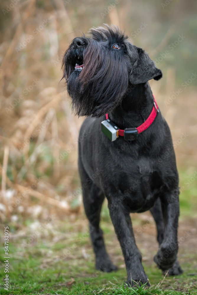 Large Black Schnauzer with a red collar looking upwards