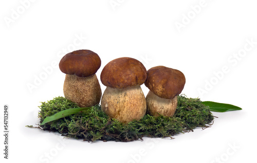 Raw fresh white mushrooms Boletus edulis in moss on a white background