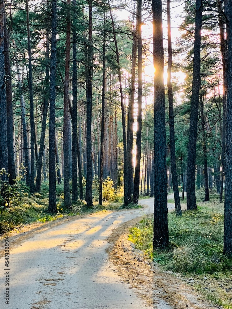 Obraz premium path in the forest