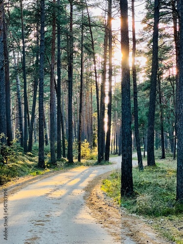 path in the forest