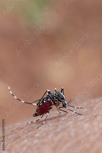 mosquito that sucks human blood