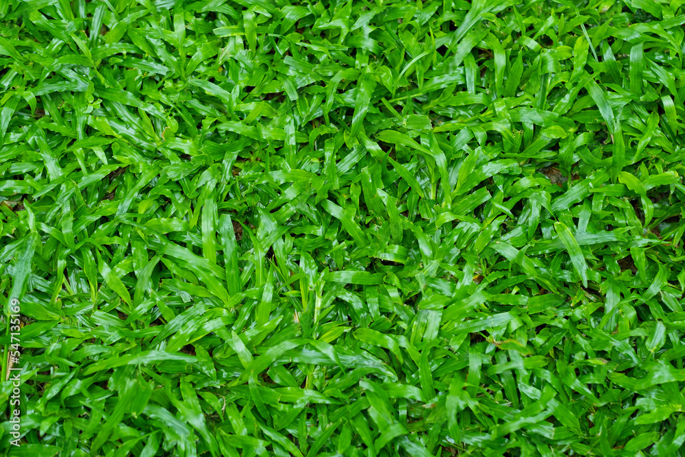Green grass background, football field Green grass background, football field