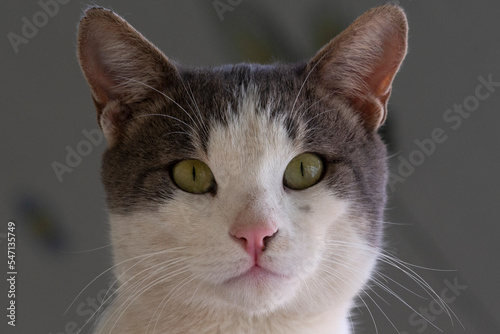 close-up portrait of a beautifull cat looking the camera