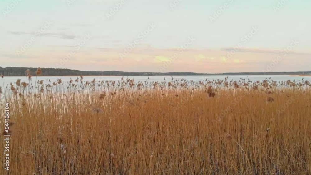 Flying Close To Dried Grass , quiet Blue Lake In Background, Jugla, Riga