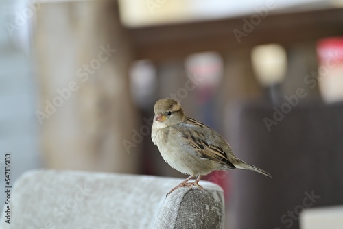 Sparrow sitting on a chair as a closeup photo