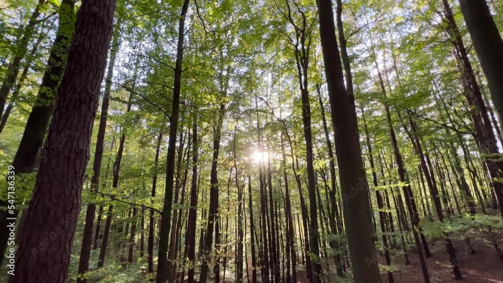 Sunlight Peeking Through Tree Canopy In Springtime At Forest. Wide Shot Sunlight Peeking Through Tree Canopy In Springtime At Forest. Wide Shot