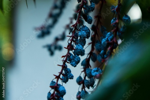 Closeup of dried blue Alicante Bouschet wine grape on a vine photo