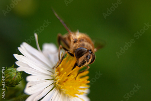 abeja