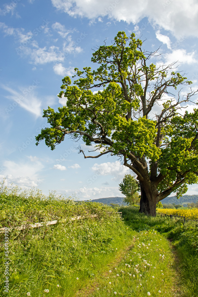Old oak trees in the countryside.