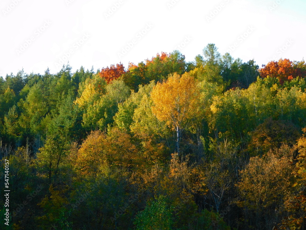 Autumn crowns of trees with colorful leaves
