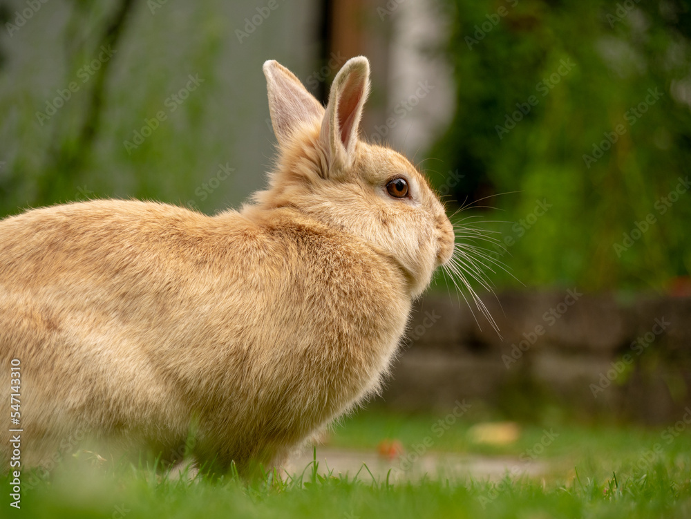 Fototapeta premium Bunny on Grass