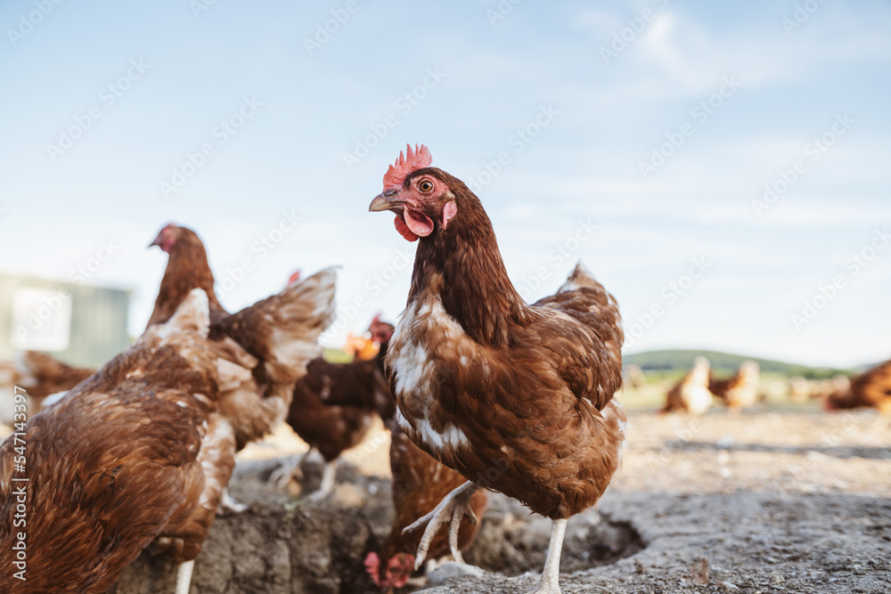 Free range chickens outdoors on an organic farm.