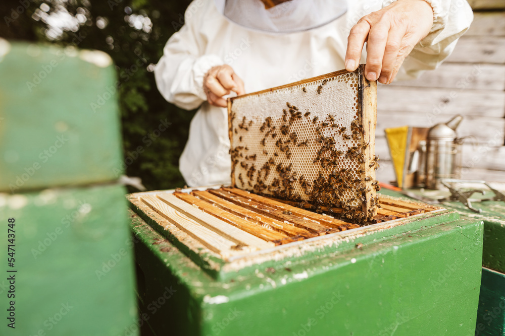 Beekeeper removes a honeycomb from the hive Beekeeper removes a honeycomb from the hive