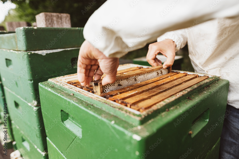Beekeeper removes a honeycomb from the hive Beekeeper removes a honeycomb from the hive