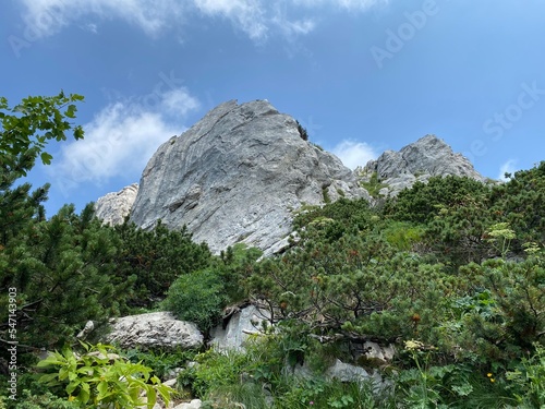 Mountain vegetation and rocks in the peak area of the Risnjak National Park, Crni Lug - Croatia (Planinska vegetacija i stijene u vršnom području nacionalnog parka Risnjak - Gorski kotar, Croatia) photo
