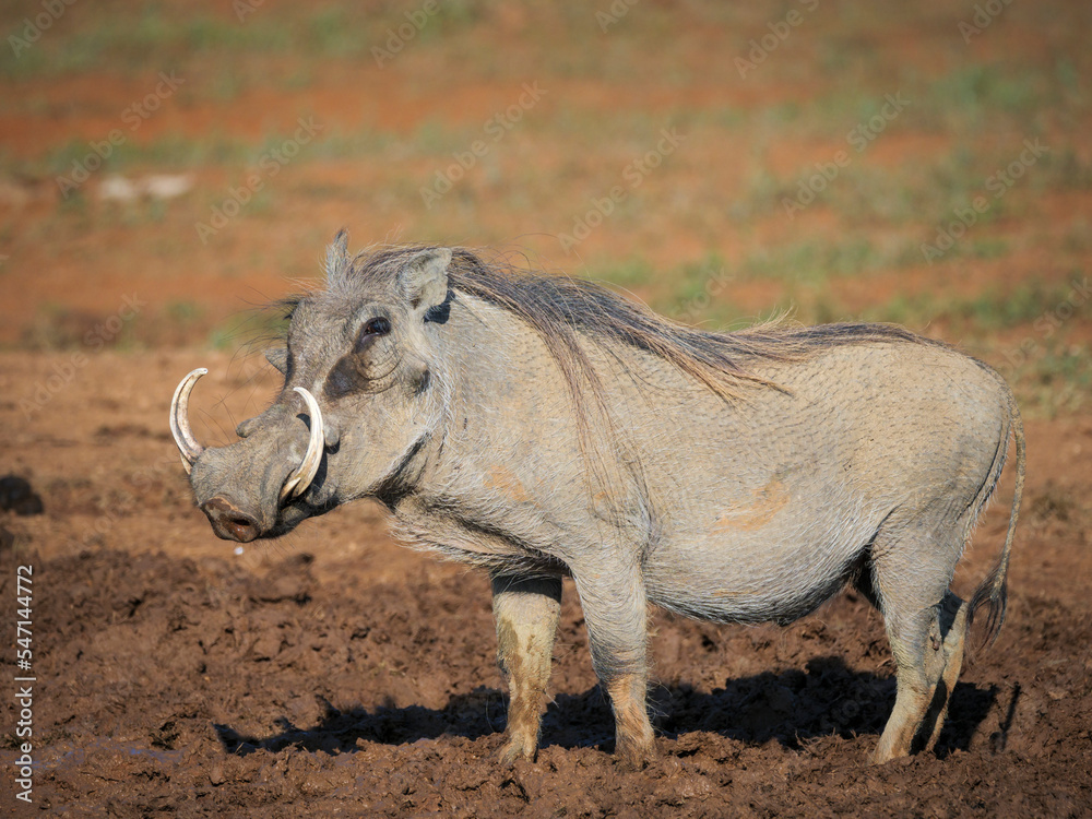 Common warthog (Phacochoerus africanus) with large tusks. Eastern Cape. South Africa Common warthog (Phacochoerus africanus) with large tusks. Eastern Cape. South Africa