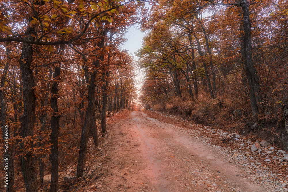 Forest and dirt road