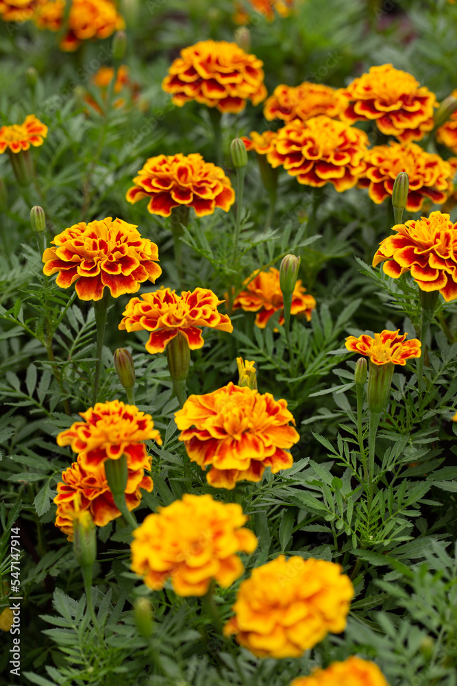 Vertical shot of a Marigold flower field. The dark yellow flowers against the green leaves give a lively feeling. Vertical shot of a Marigold flower field. The dark yellow flowers against the green leaves give a lively feeling.