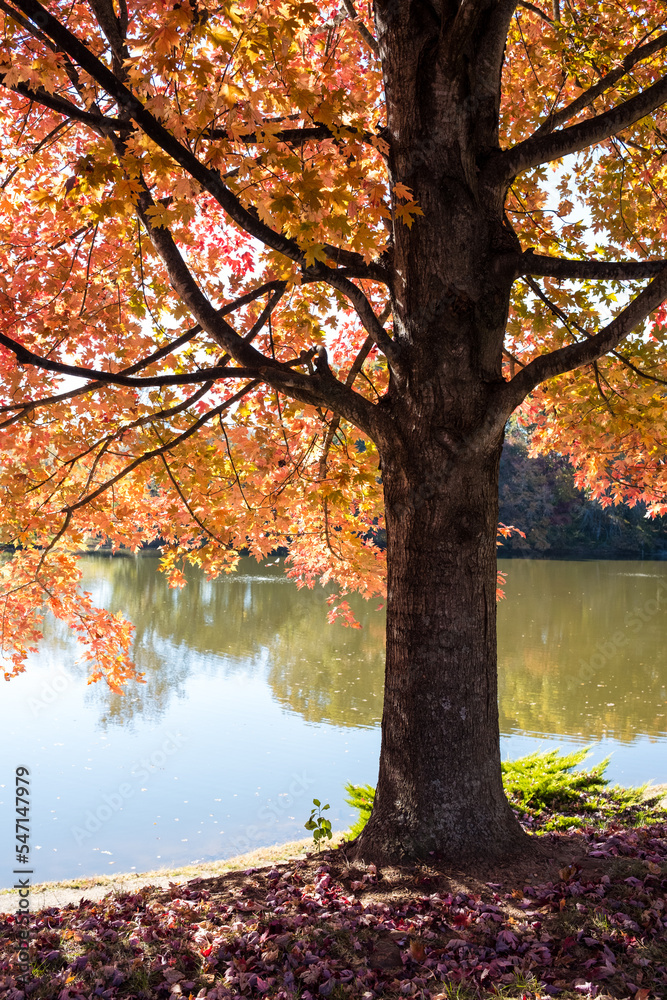 Fototapeta premium Orange Leaves on a Maple Tree near a Lake in Autumn