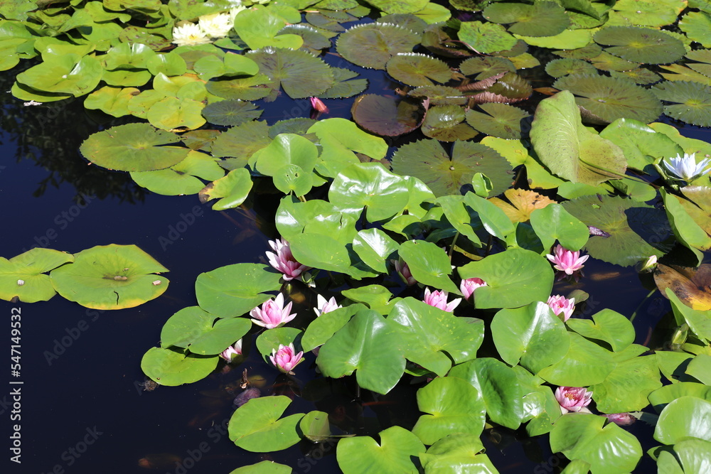 lilies in the garden. water lilies in the lake. water lily in the pond lilies in the garden. water lilies in the lake. water lily in the pond