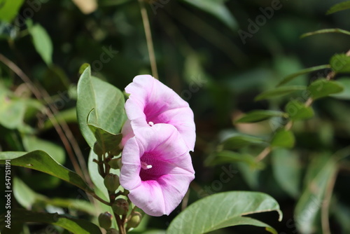 The sweet potato or sweetpotato (Ipomoea batatas) is a dicotyledonous plant that belongs to the bindweed or morning glory family, Convolvulaceae.  photo