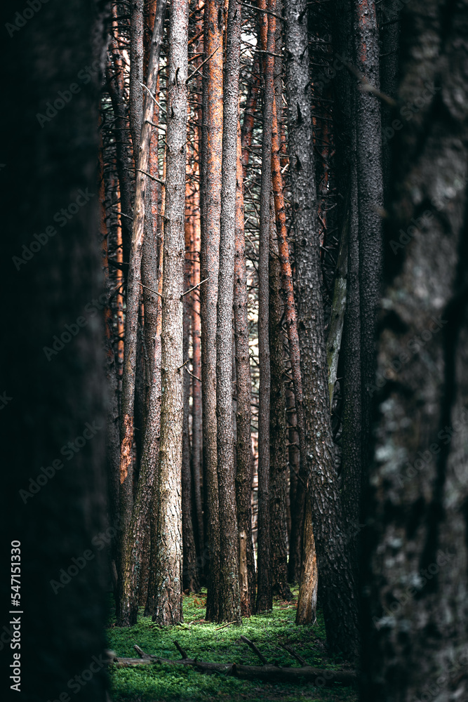 Obraz premium A group of pine trees grouped togehter in the forest of Mount Berlinghera, Northern Italy
