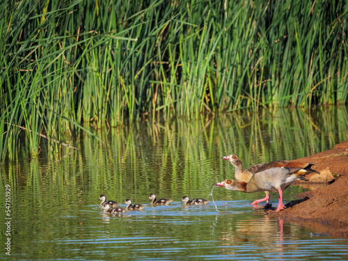 Egyptian goose (Alopochen aegyptiaca) family at the edge of a waterhole, goslings swimming in the water. Eastern Cape. South Africa photo