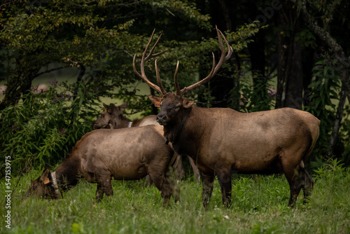 Bull Elk Guarding His Harem Waiting for The Rut To Start