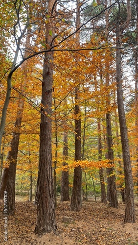 Forest with trees in autumn  trees and branches with leaves autumn tones