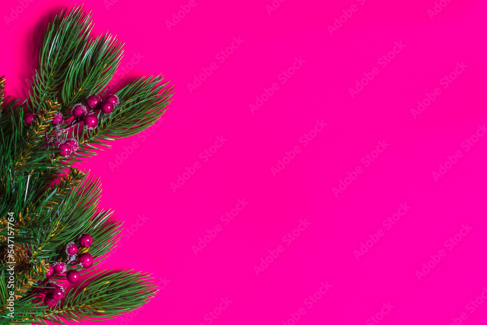 Green spruce branches with berries on a pink background copy space Green spruce branches with berries on a pink background copy space