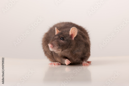 portrait of a black domestic rat